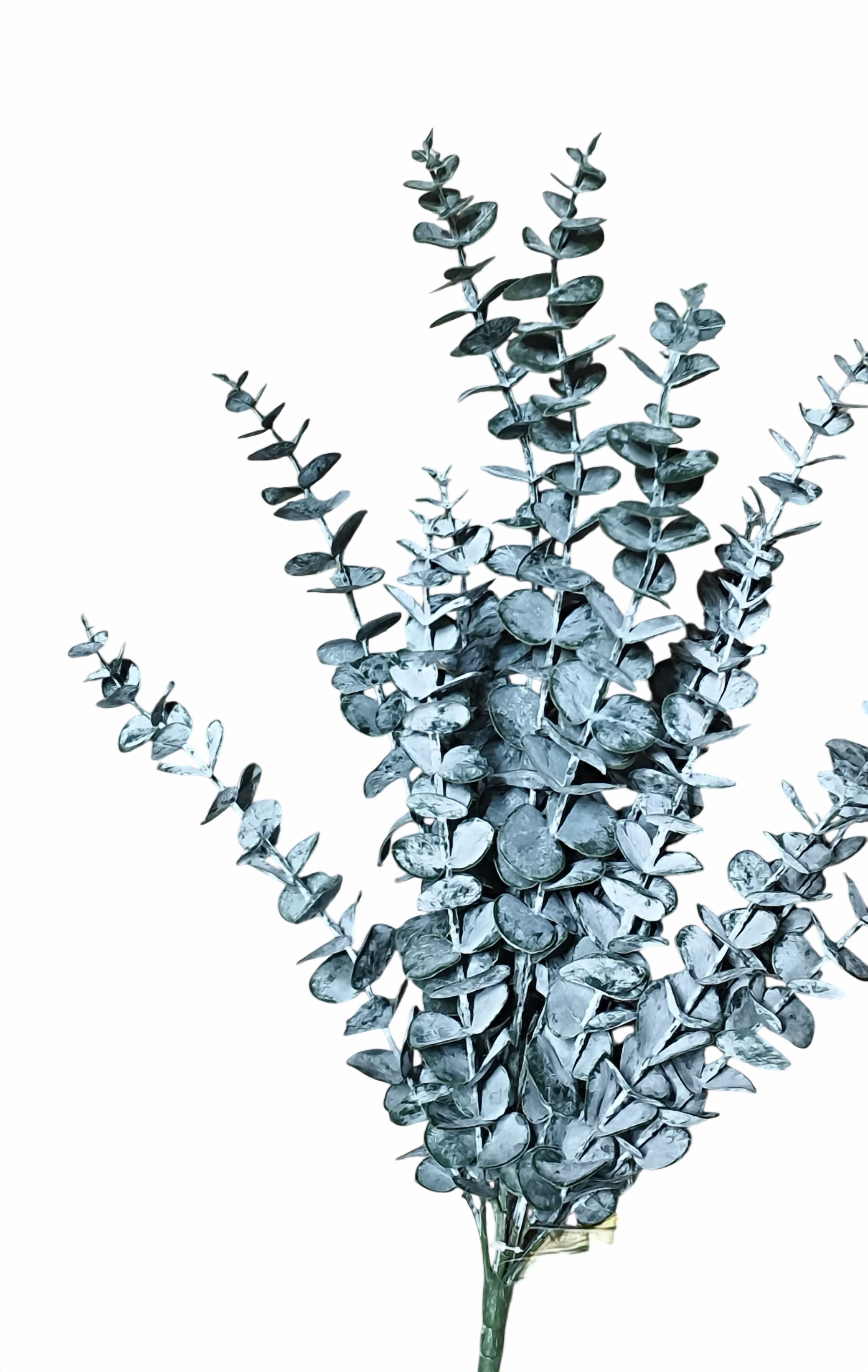 Artificial Eucalyptus Bunch (Frosted Green)