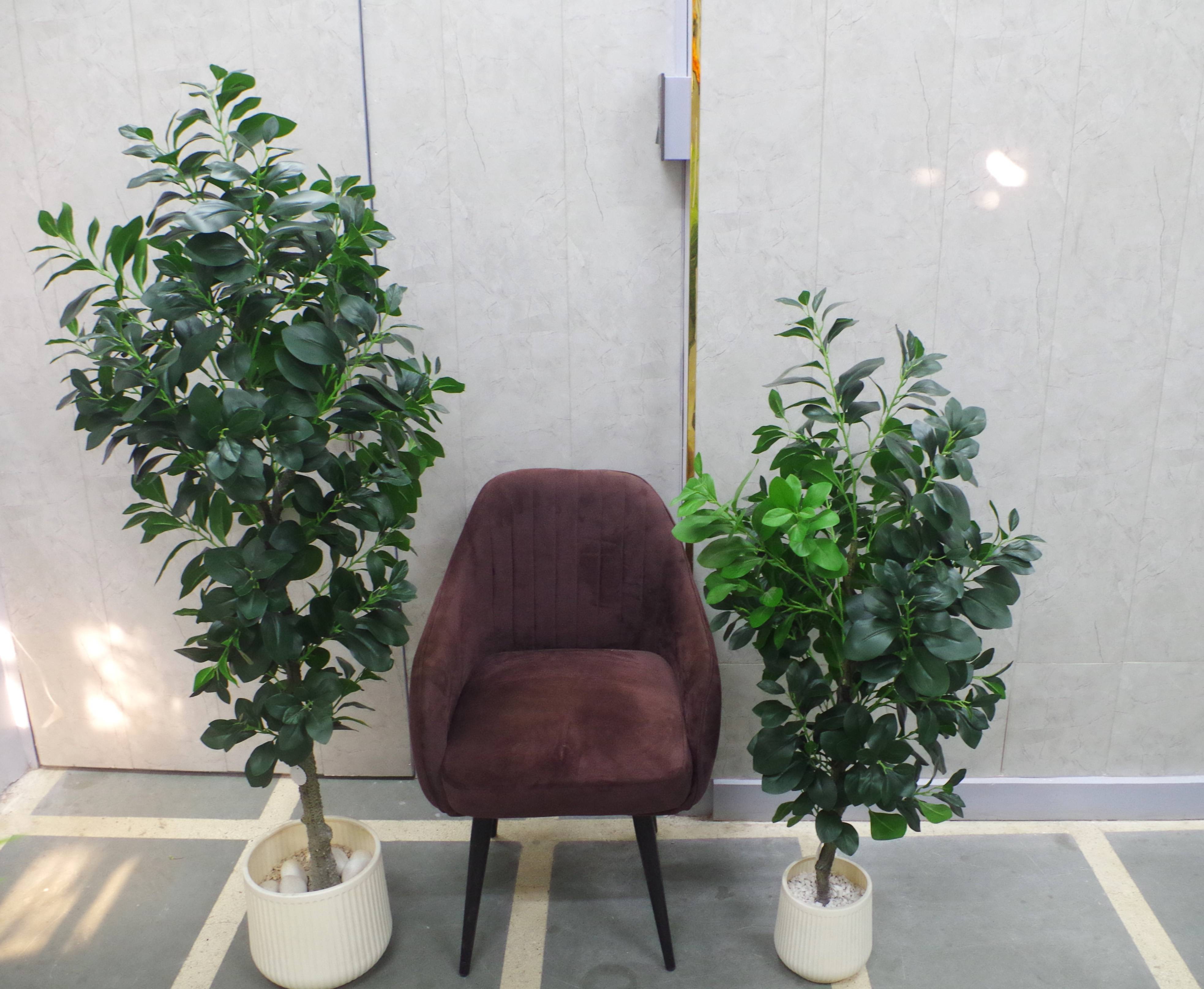 Artificial Ficus Leaf Plant 5.2 Feet (Without Planter)