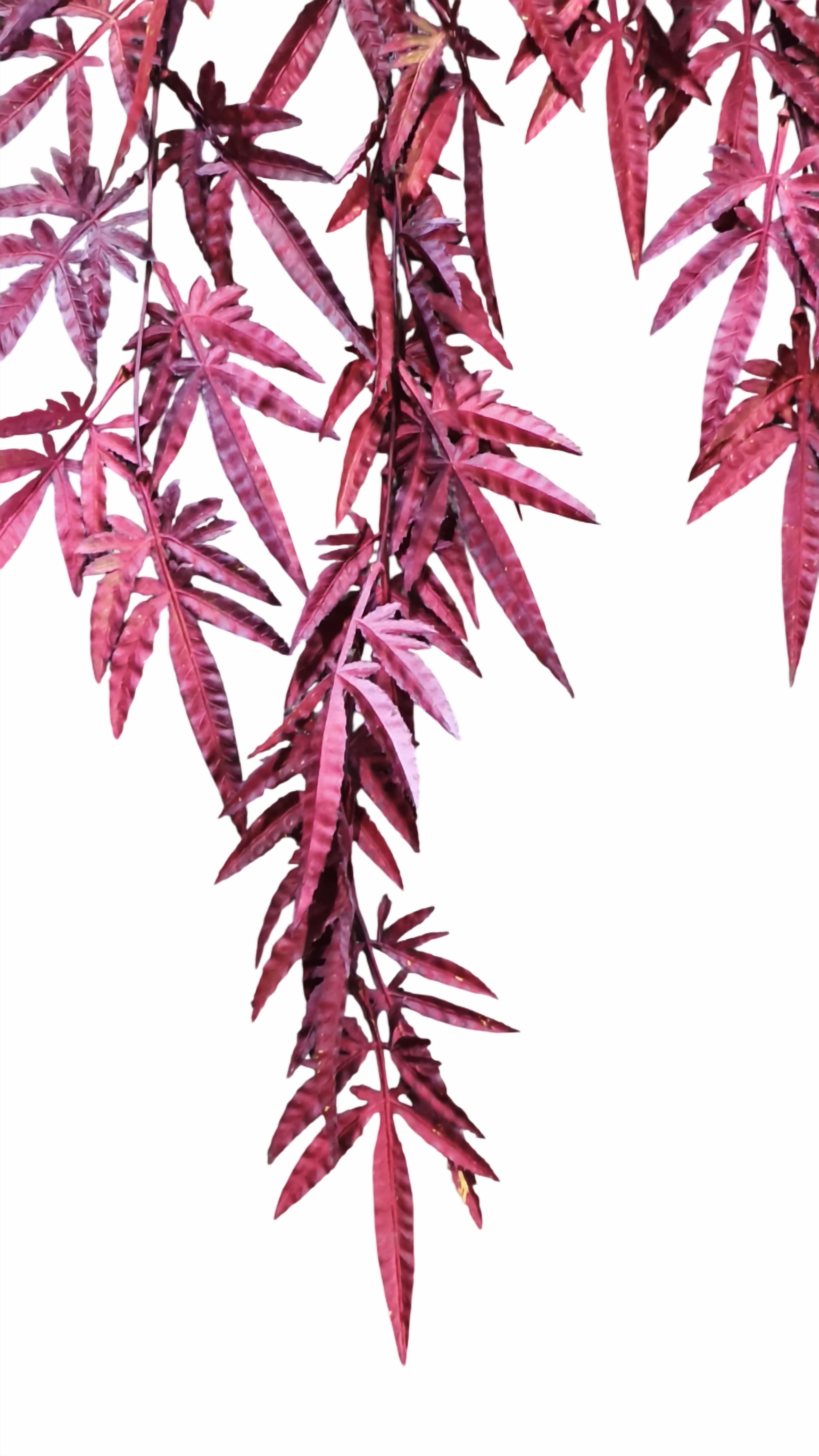Artificial Maple Leaves Falling (Maroon)