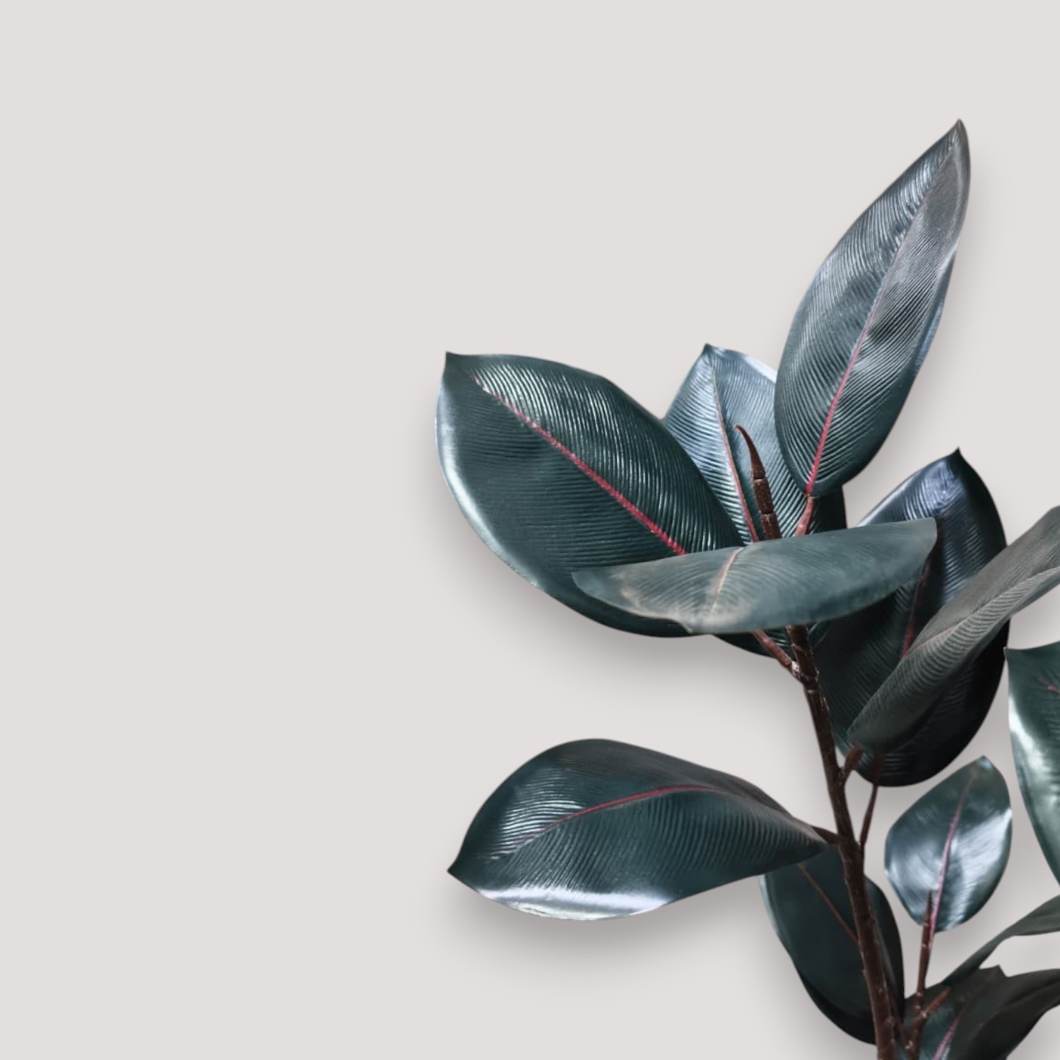 Premium Artificial Dancing Rubber Plant 6ft (Without Pot)
